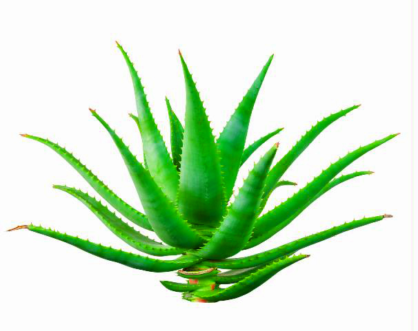 MF057 Wall décor art photographic on canvas botanical Aloe Vera